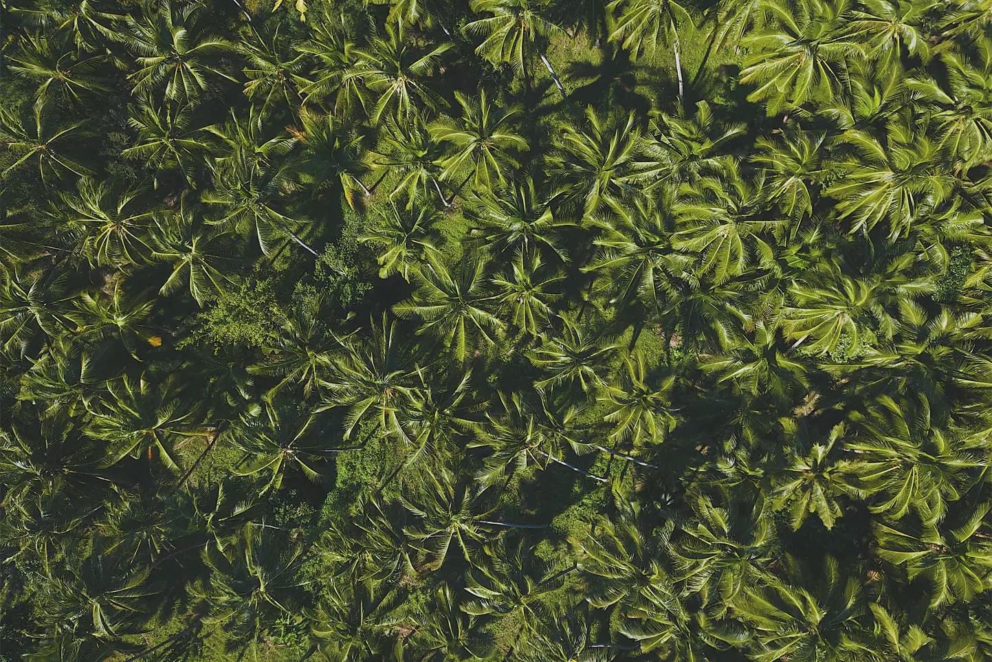 Sustainability Canopy