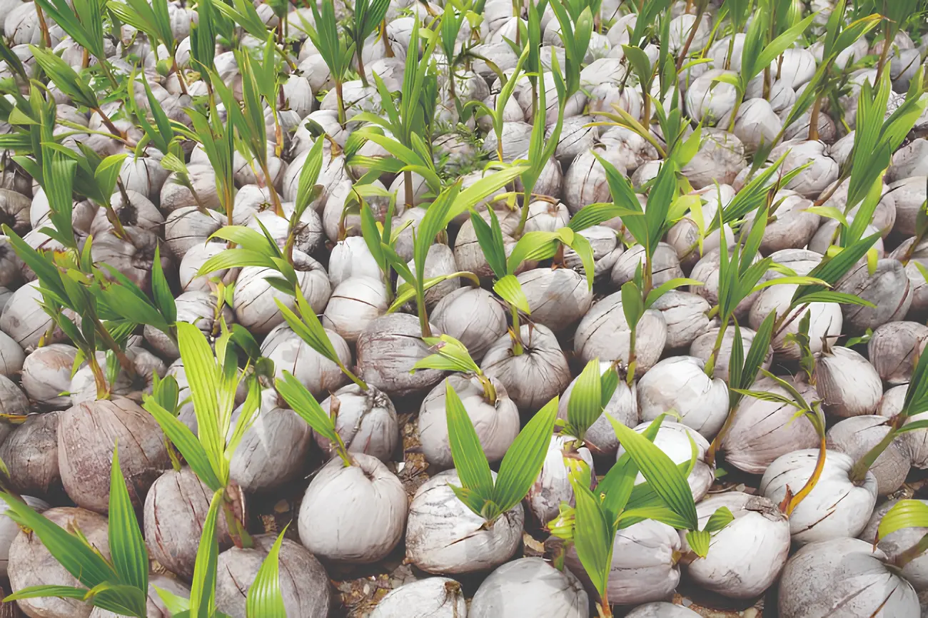 Fresh split coconuts