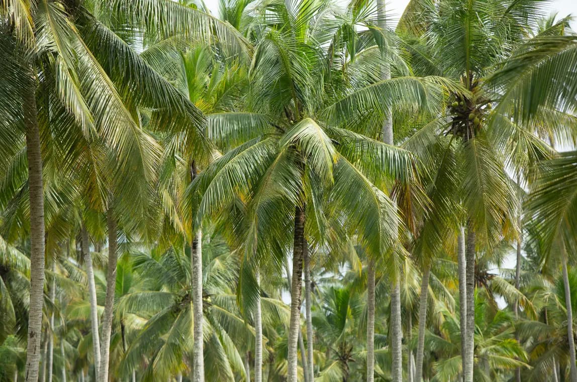 sourcing-conventional