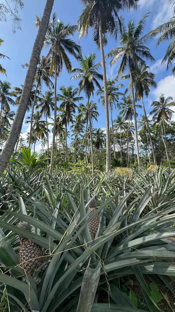 coconut-origin